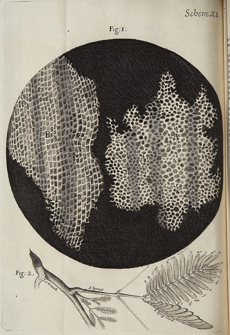 Robert Hooke's drawing of cork cells, Scheme XI of Micrographia, 1665