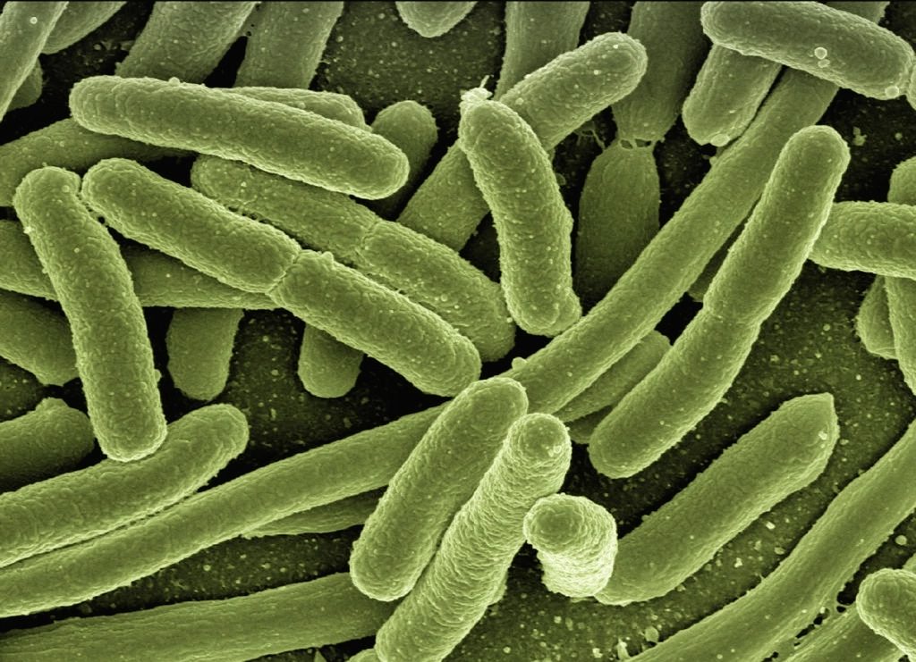 Rod-shaped bacteria seen under an electron microscope